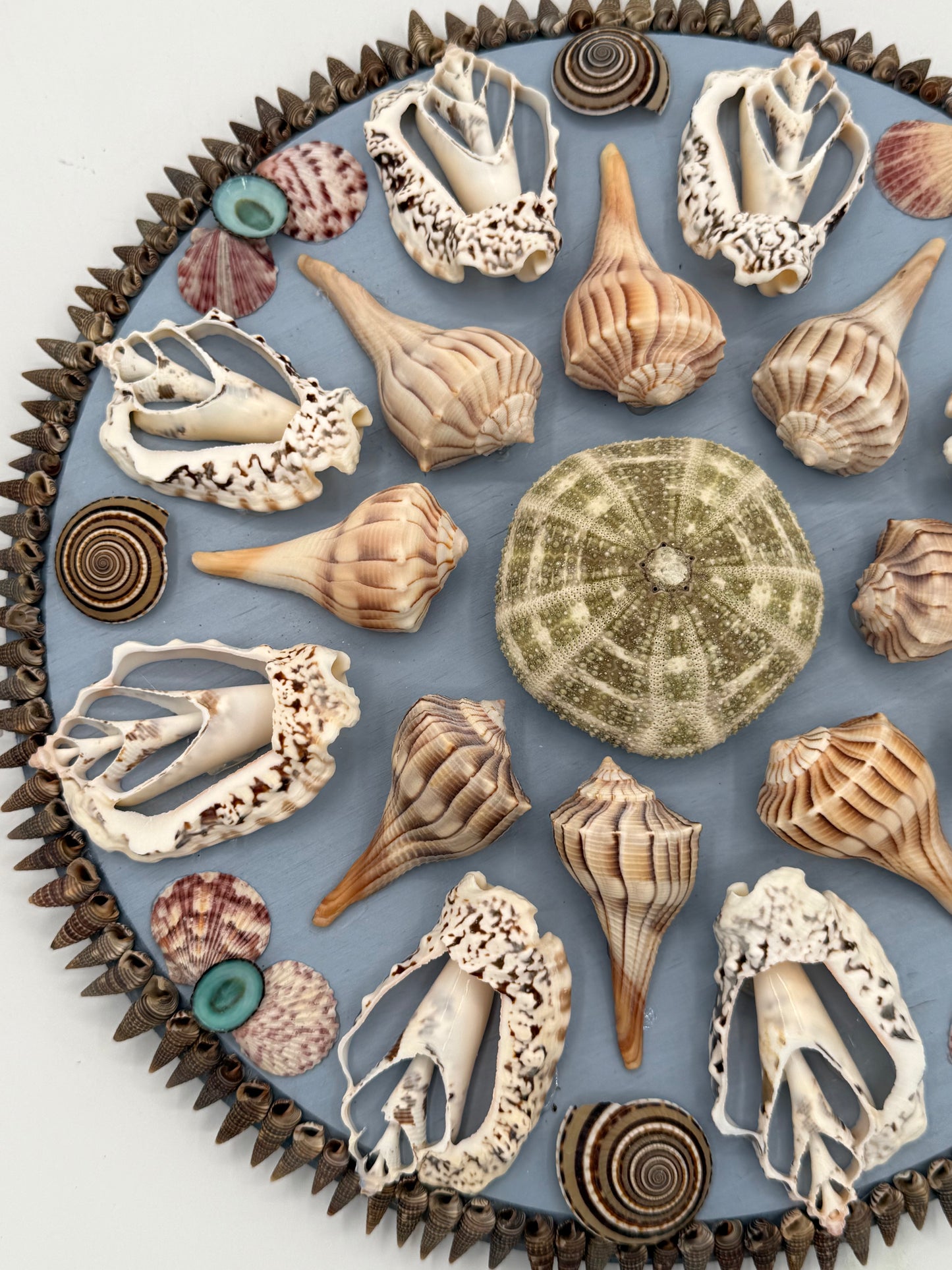 Shell Panel 13"