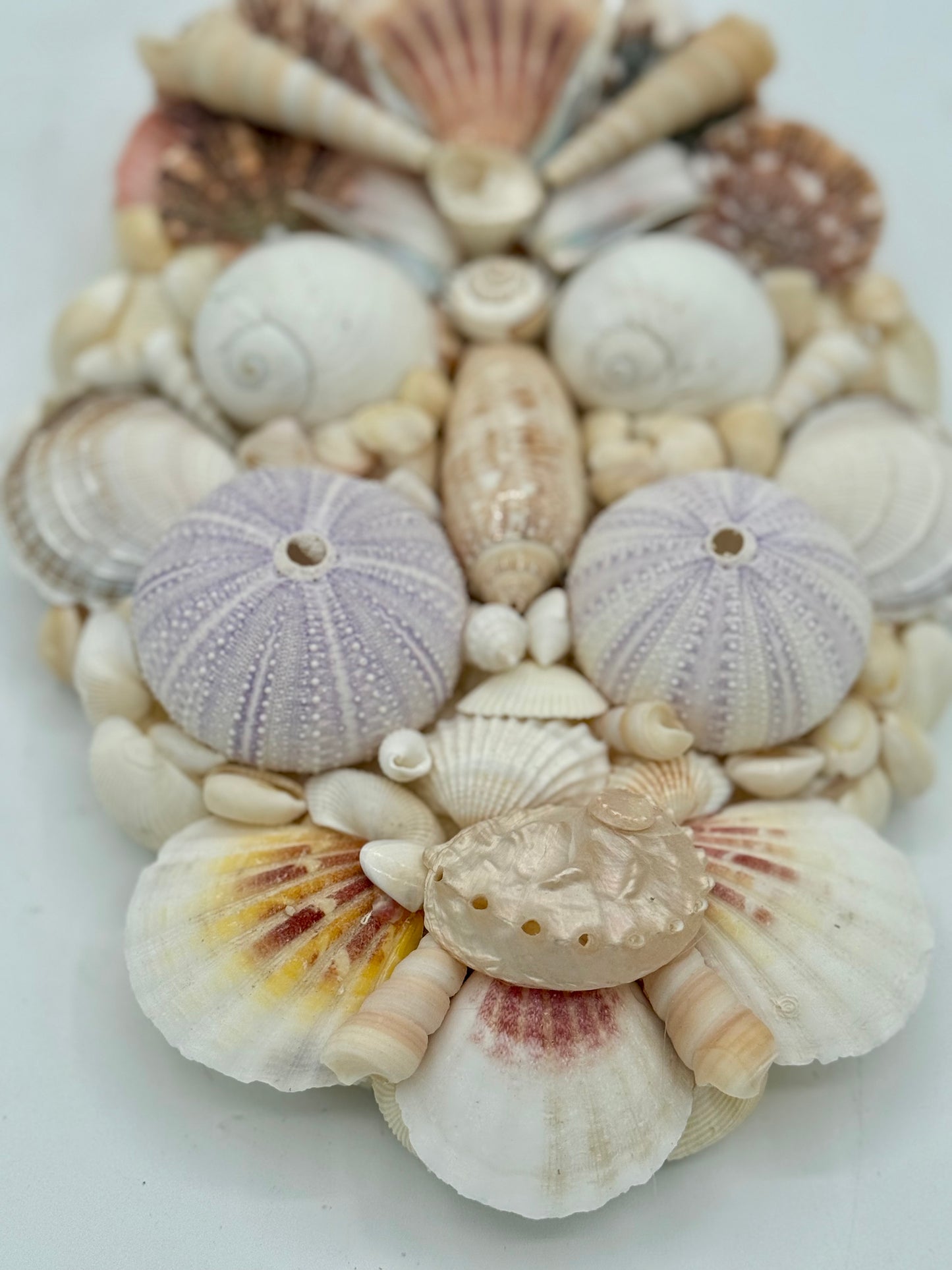 Shell Face