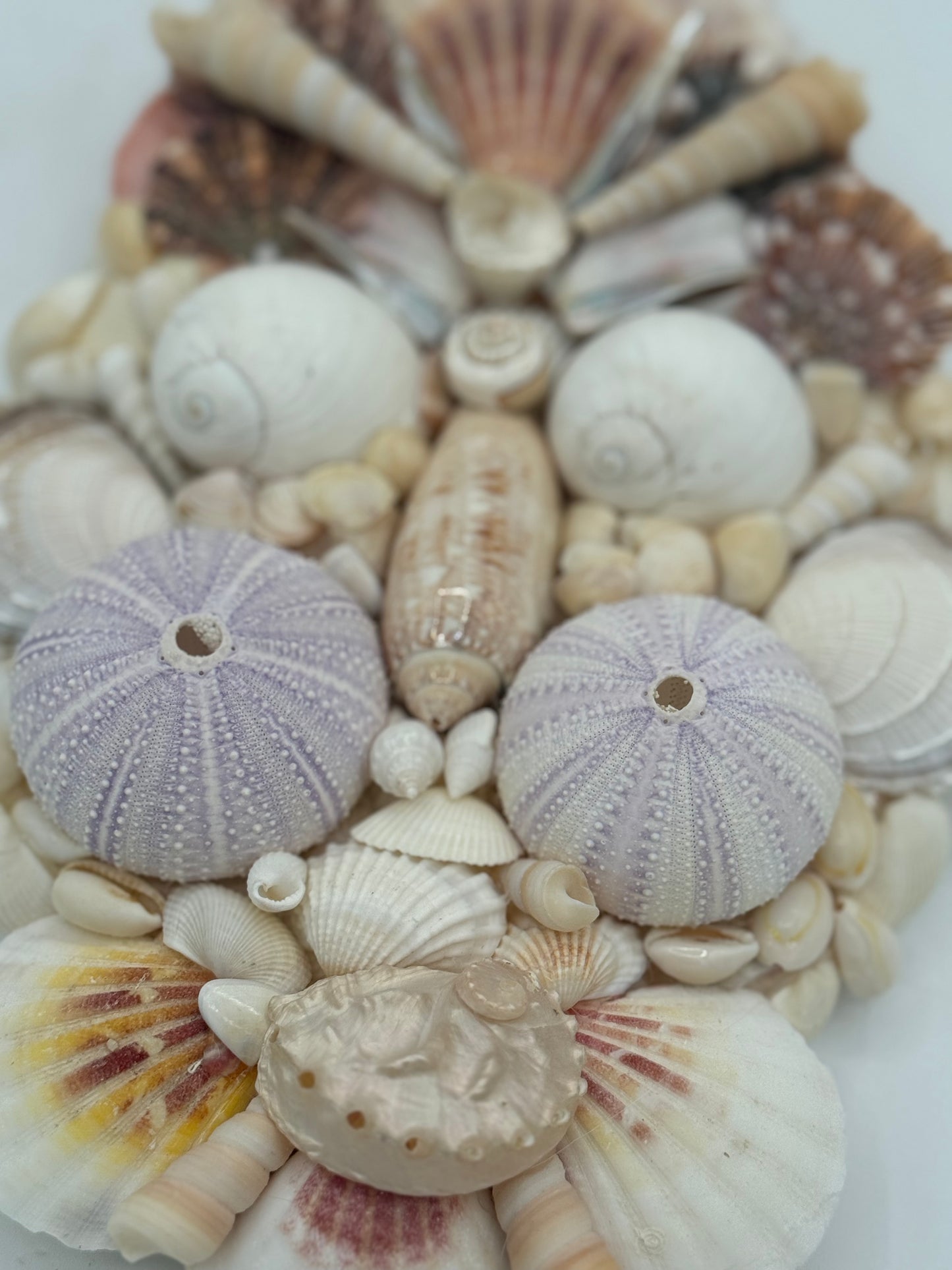 Shell Face