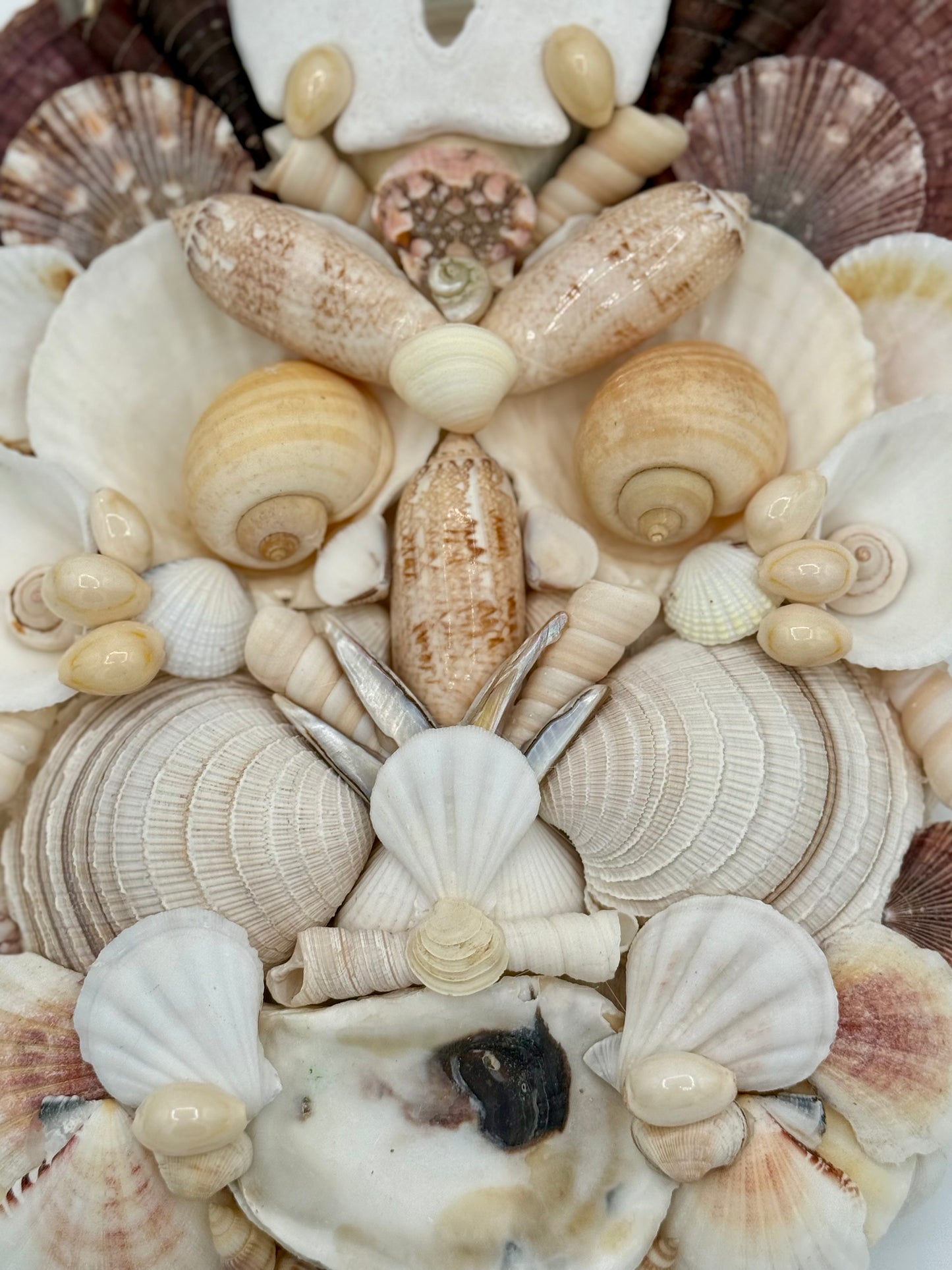 Shell Face