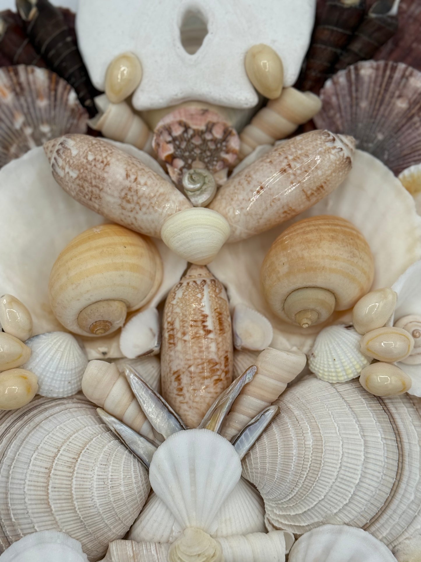 Shell Face
