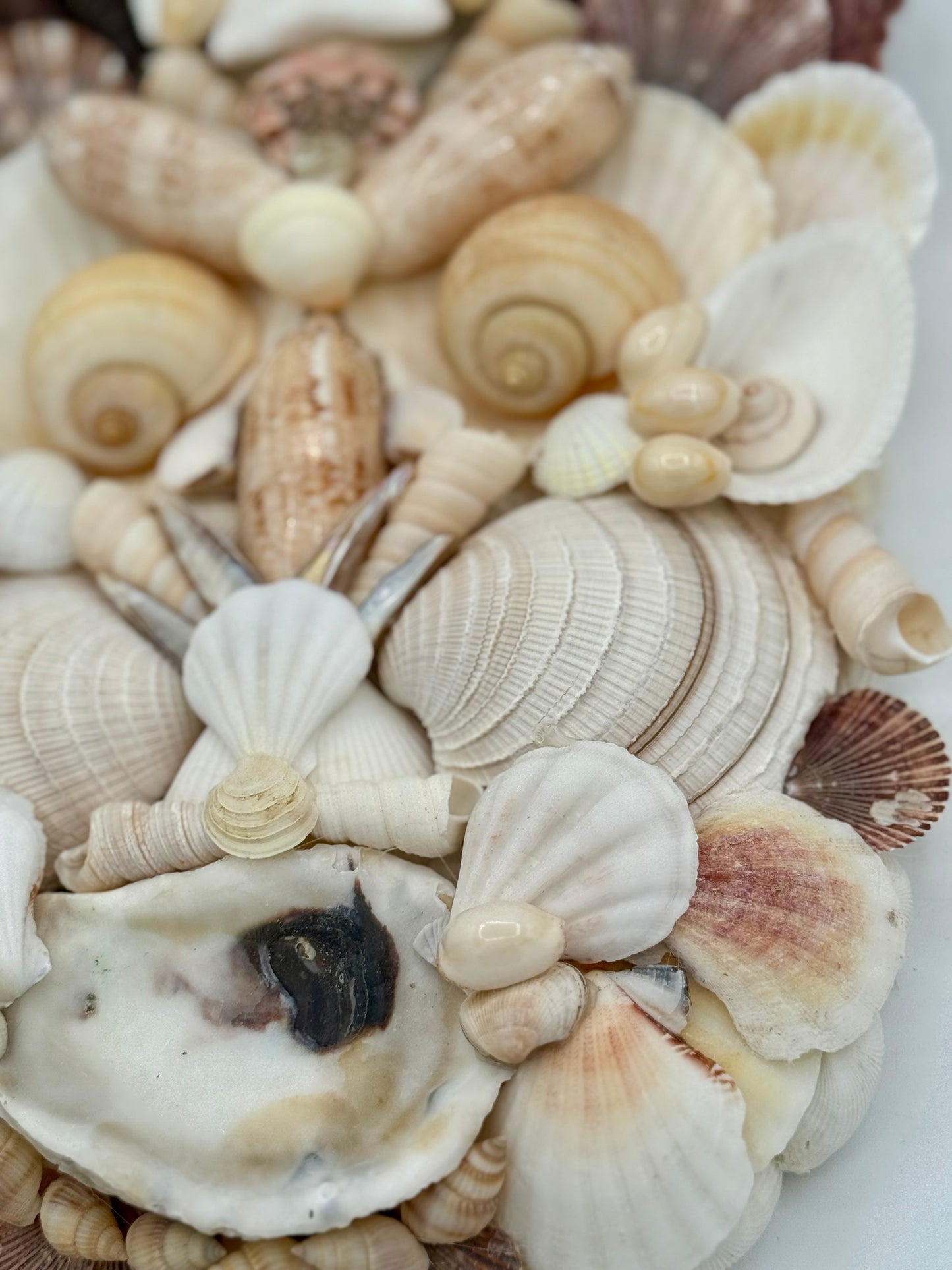 Shell Face