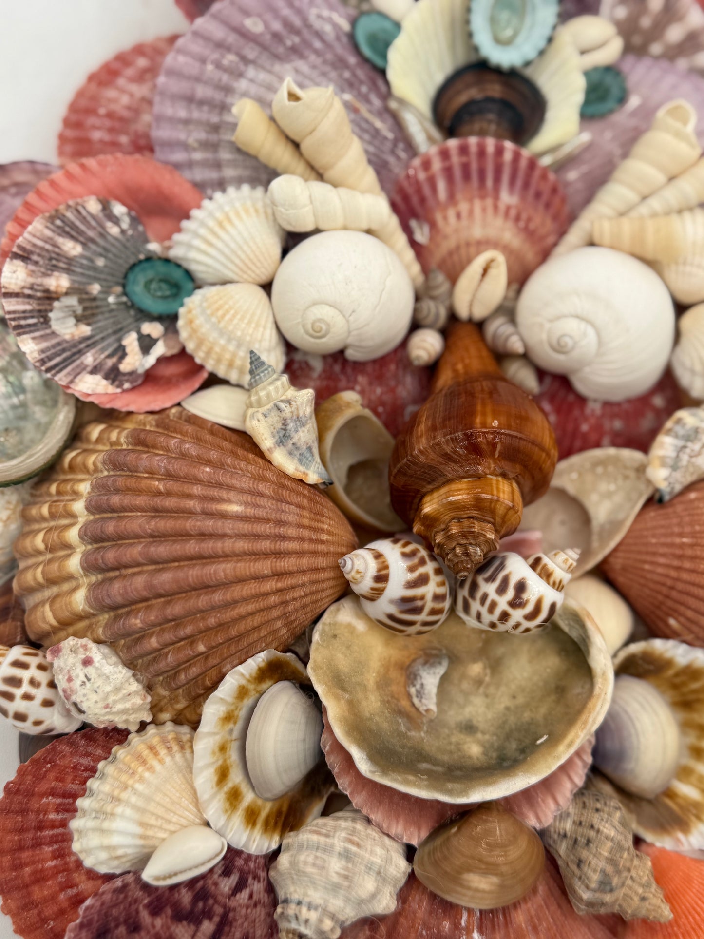 Shell Face