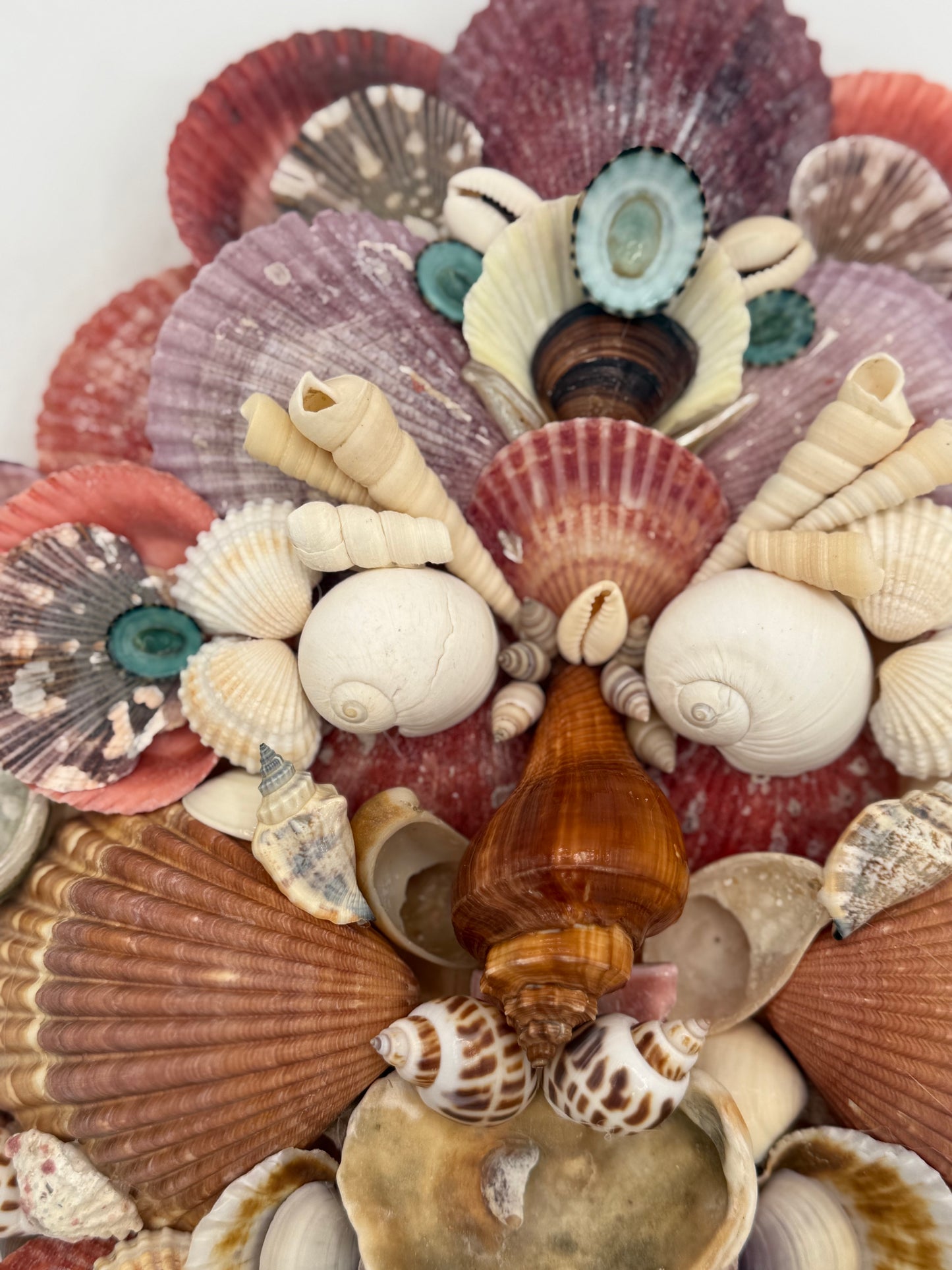 Shell Face
