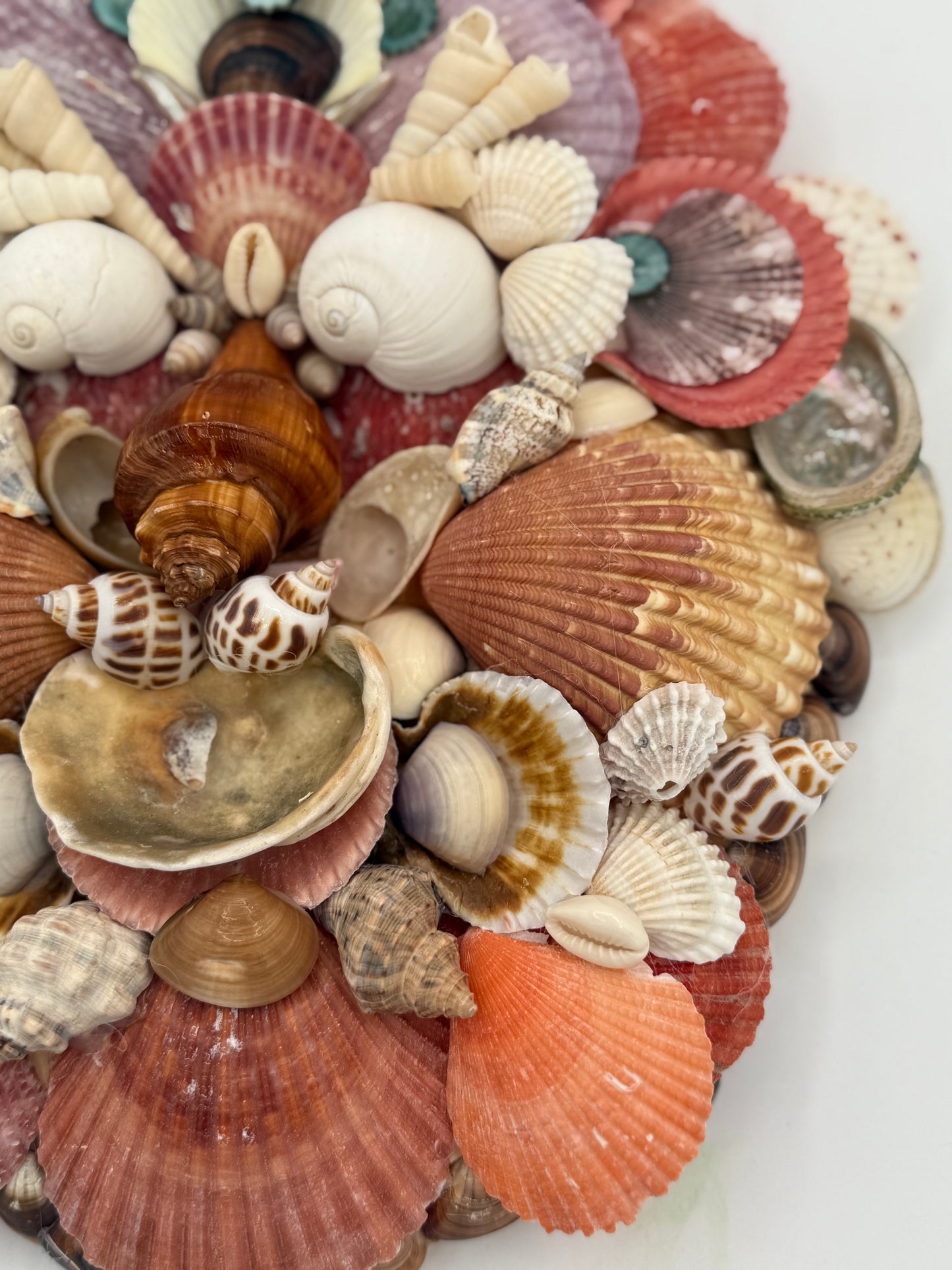 Shell Face