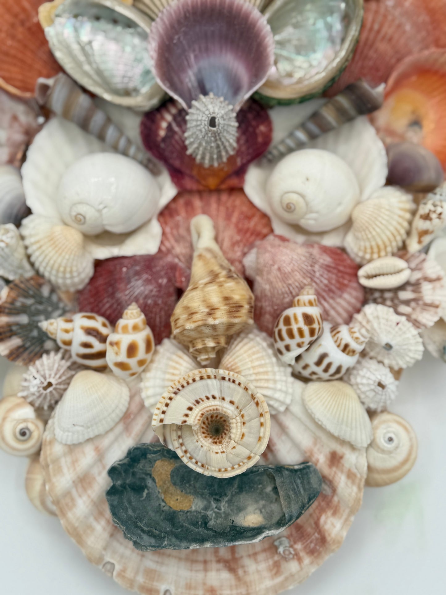 Shell Face
