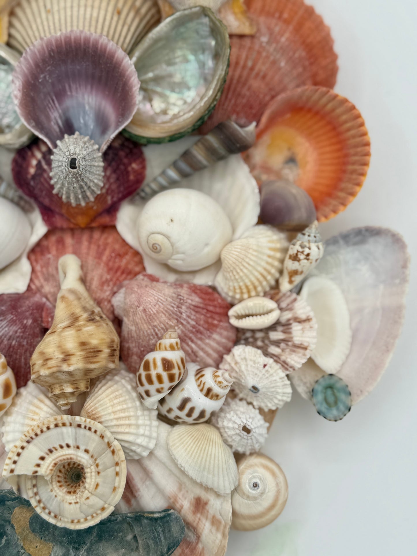 Shell Face