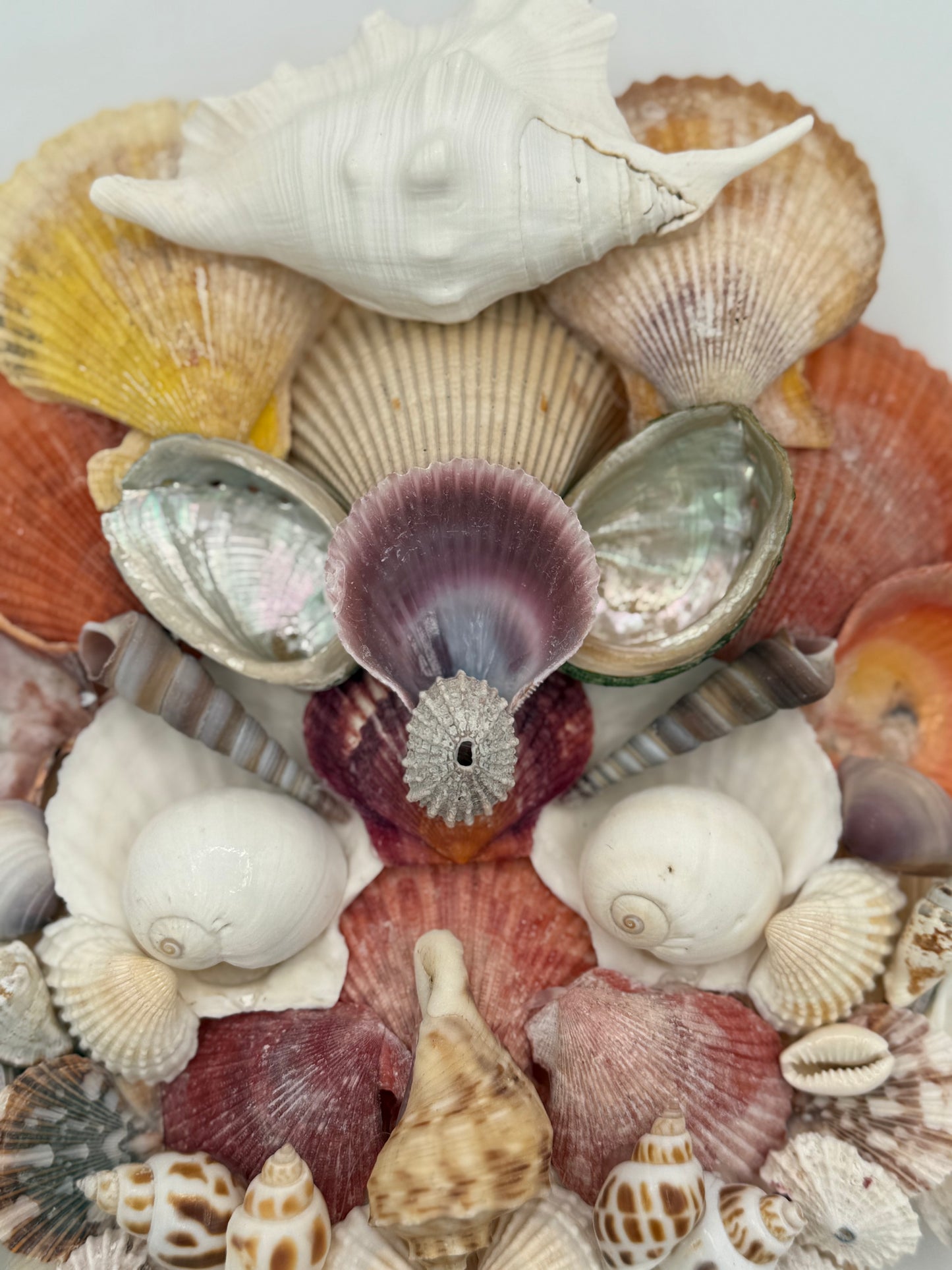 Shell Face