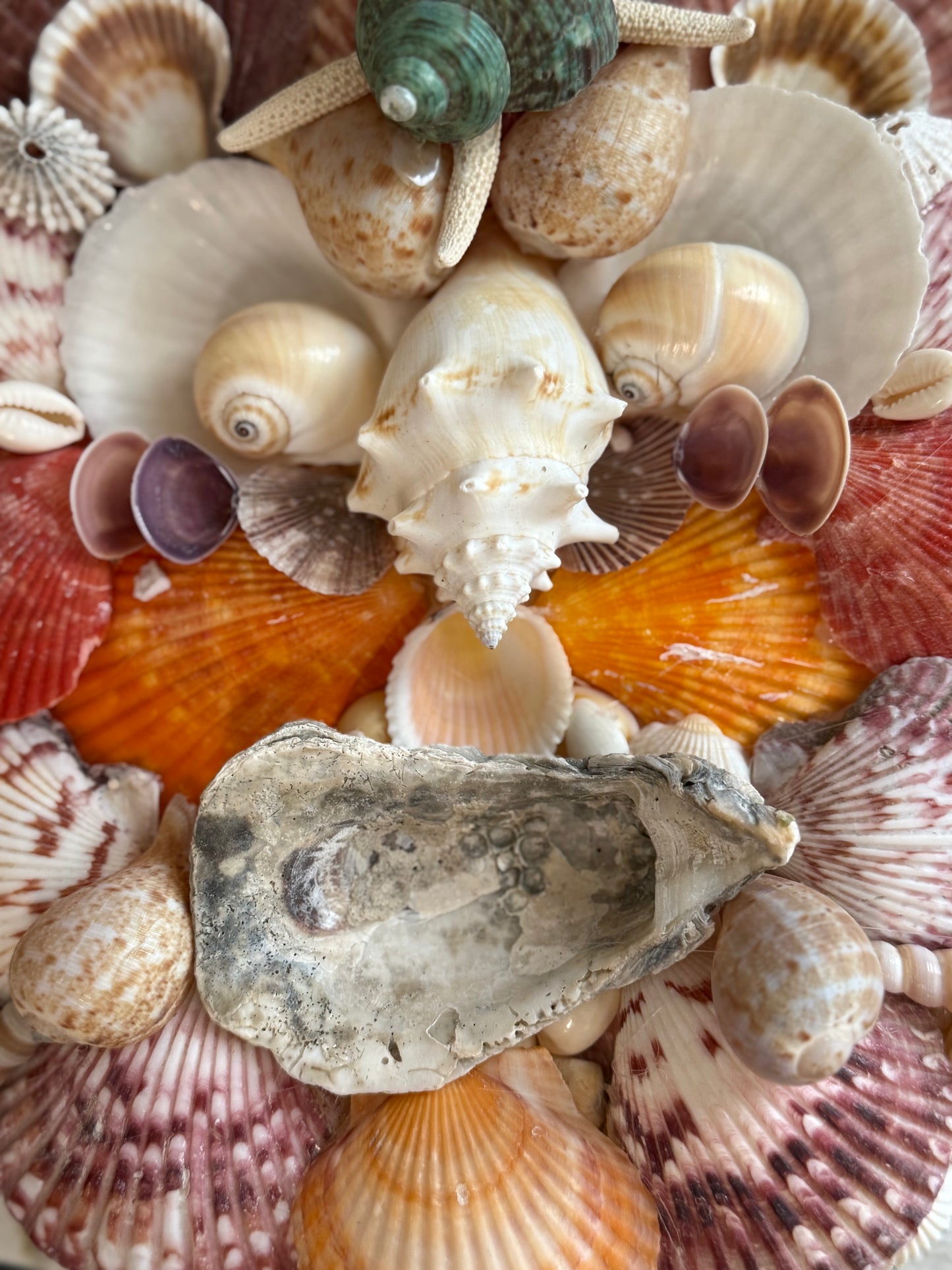 Shell Face