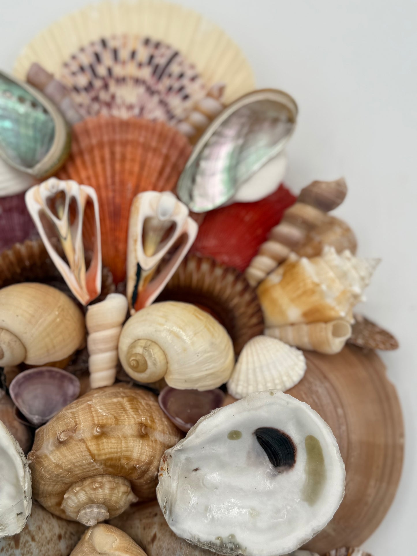 Shell Face