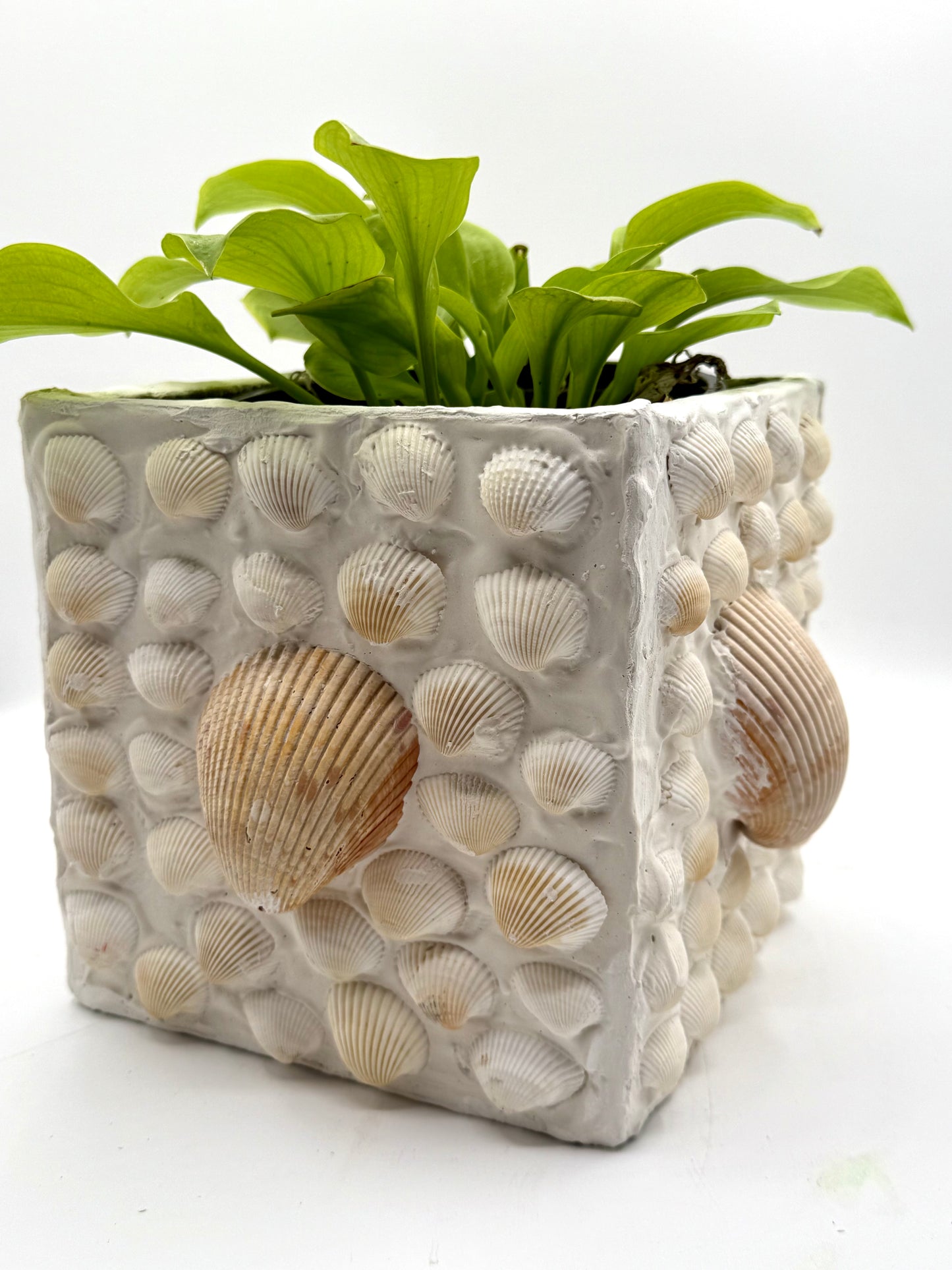 Shell Encrusted Planter