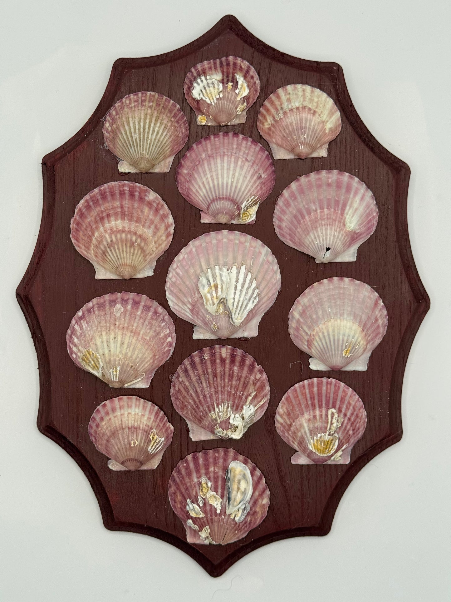 Shell Panel
