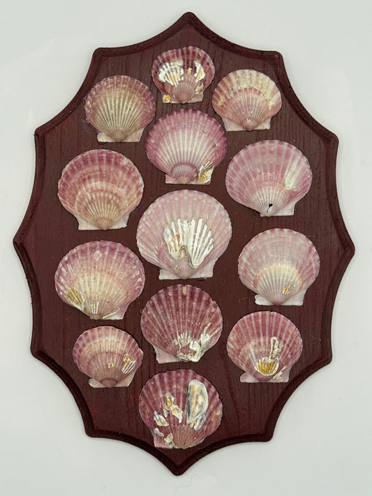 Shell Panel