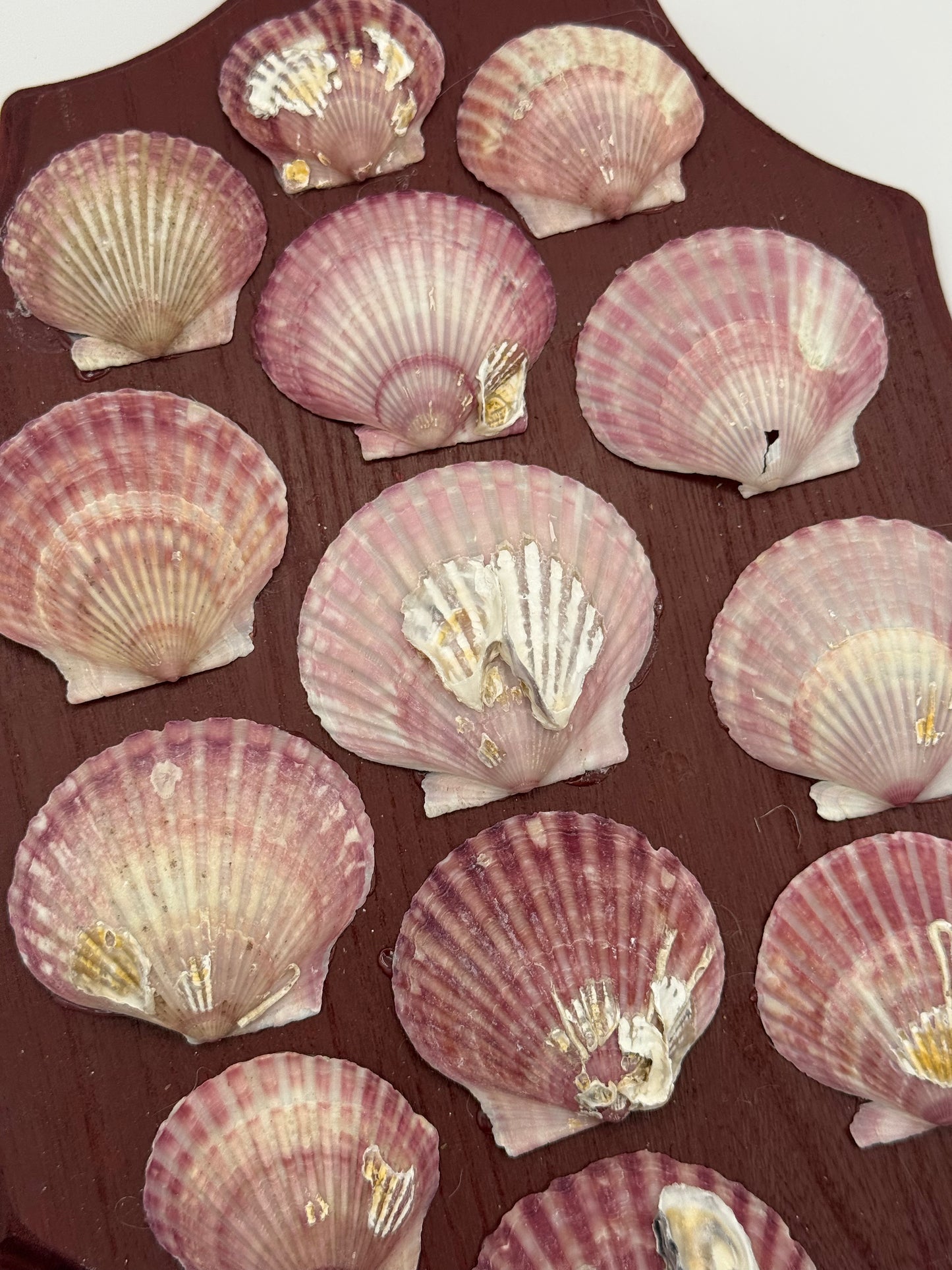 Shell Panel