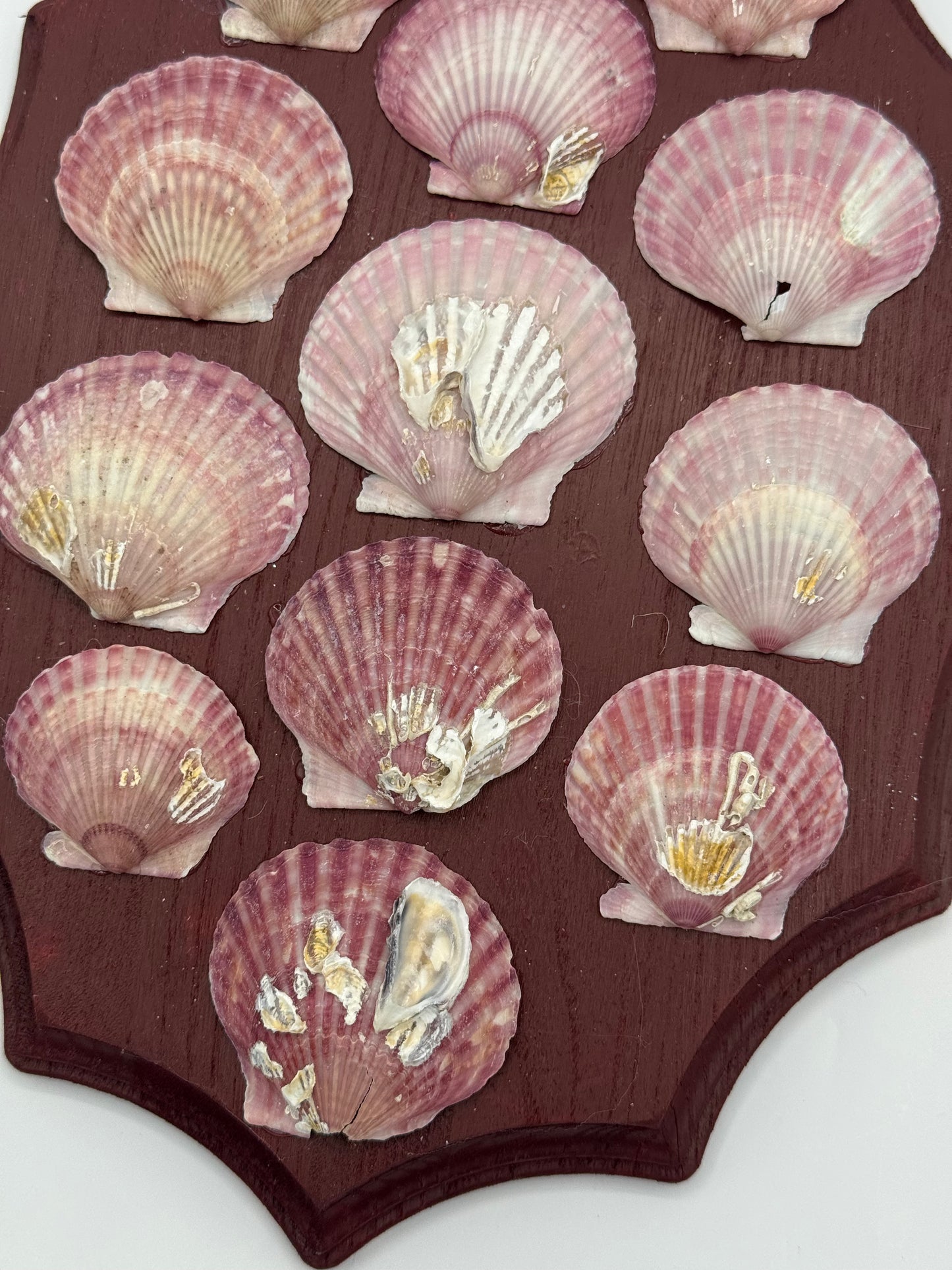 Shell Panel