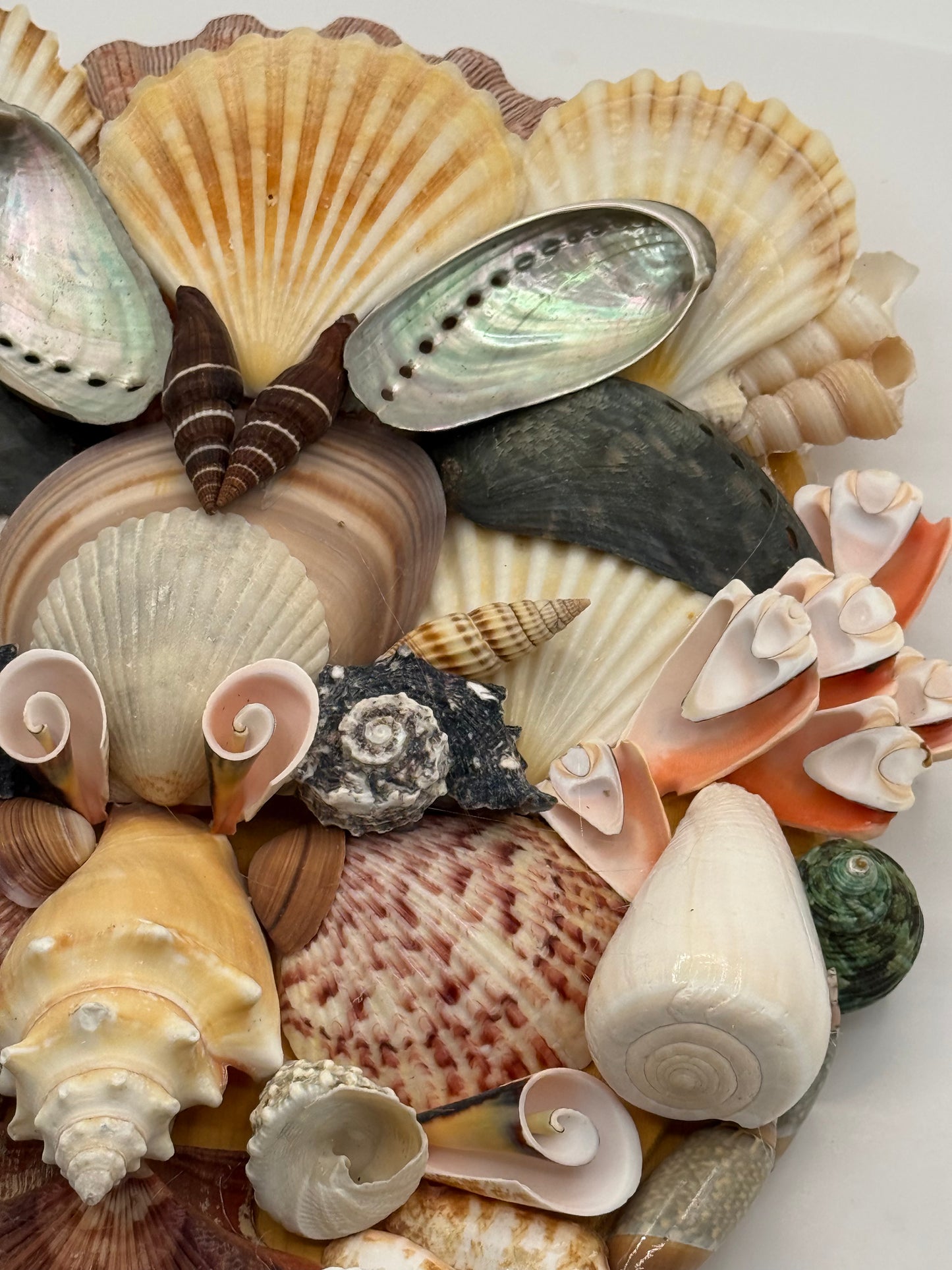 Shell Face