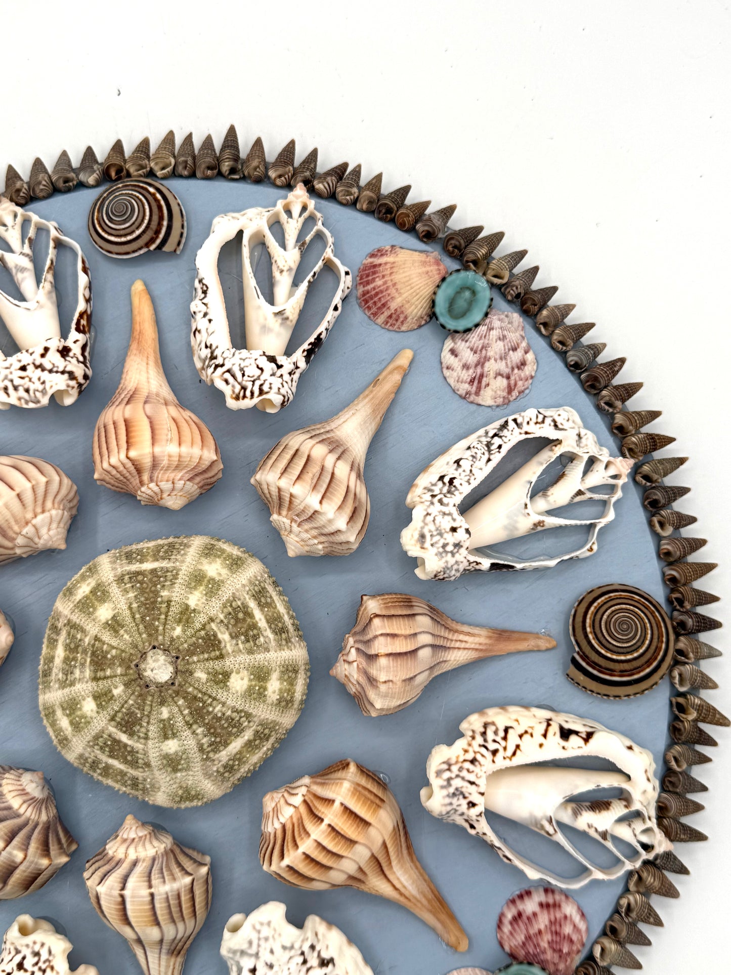 Shell Panel 13"