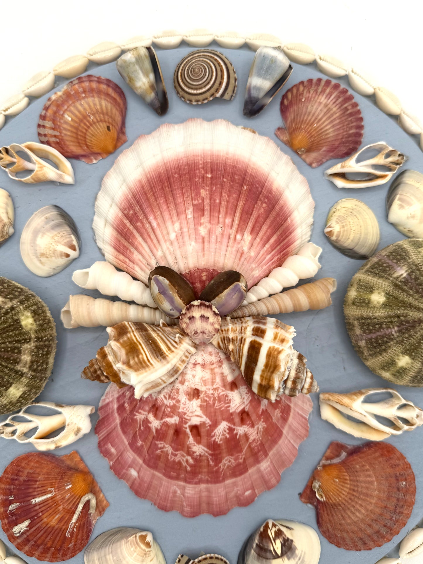 Shell Panel 12"