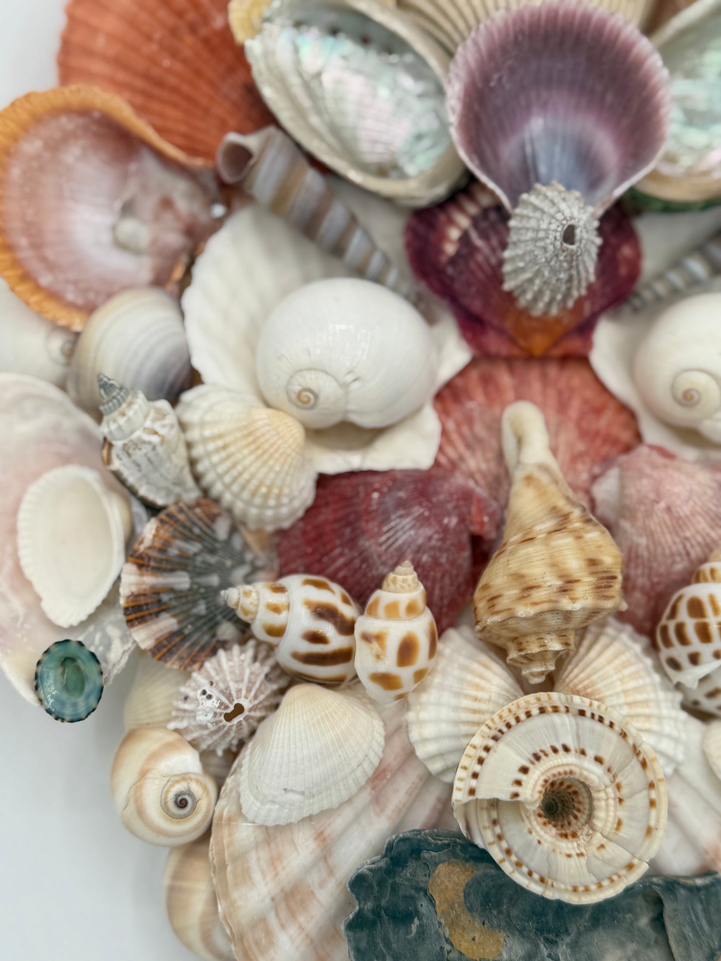 Shell Face