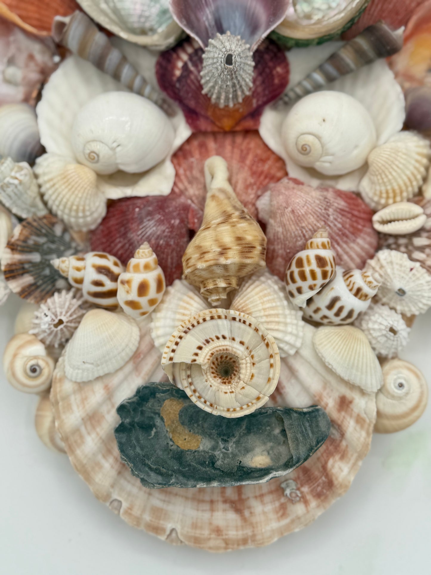 Shell Face