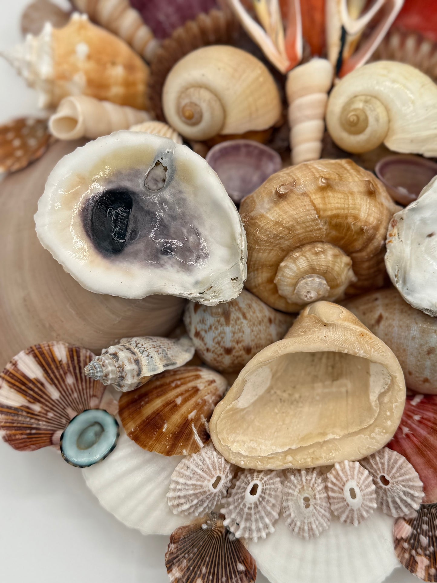 Shell Face