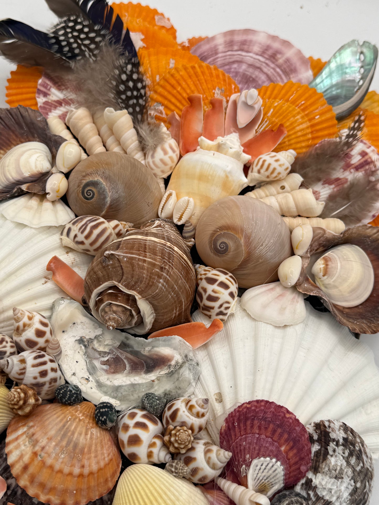 Shell Face