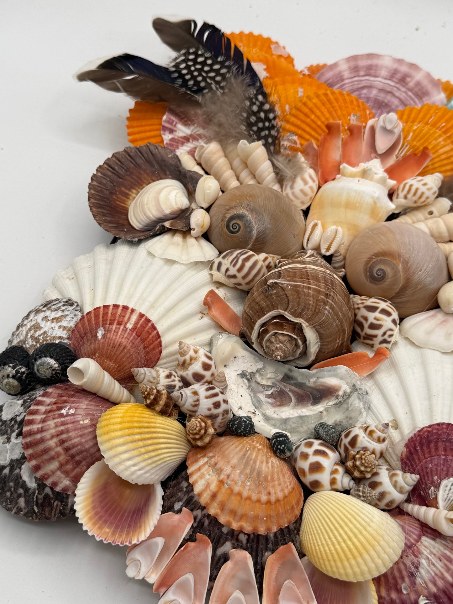 Shell Face